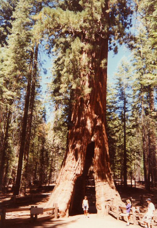 P.N.Yosemite - Mariposa Grove - California Tree