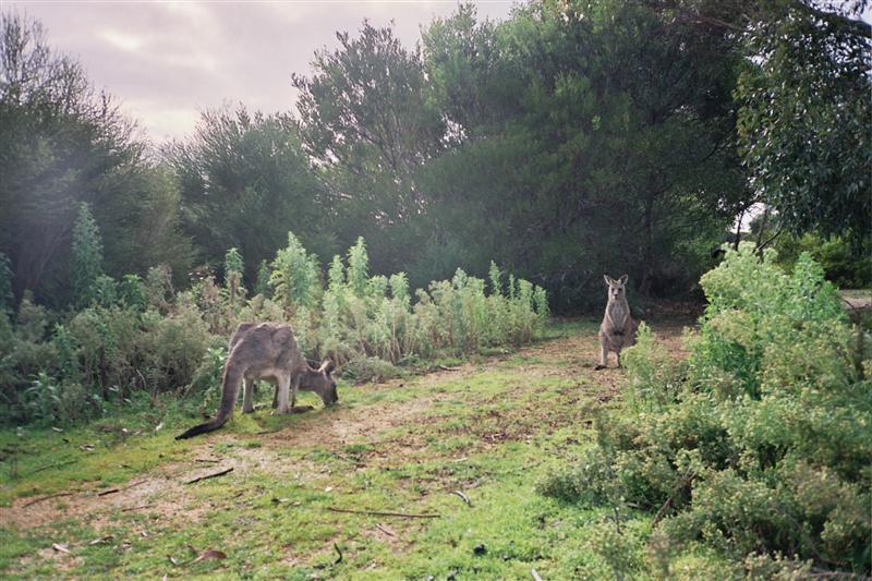 Canguros en Anglesea