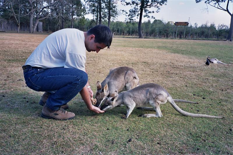 Lone Pine Koala Sanctuary - Kangaroos