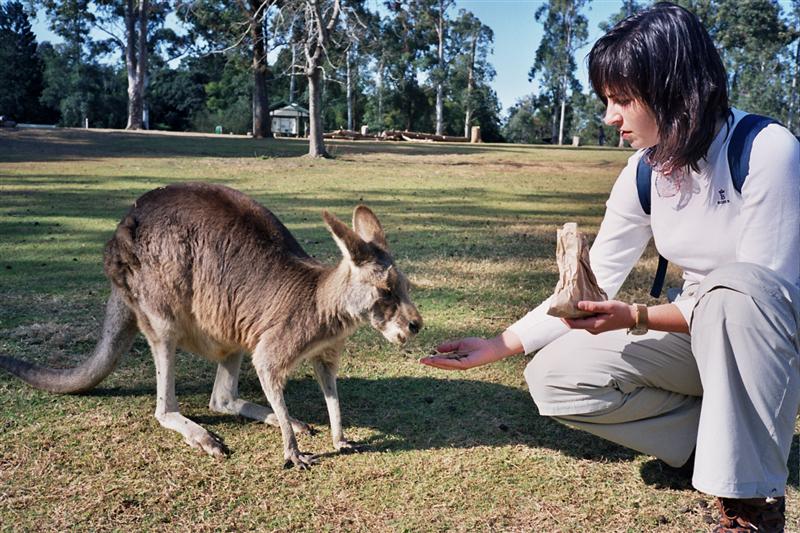 Lone Pine Koala Sanctuary - Kangaroos
