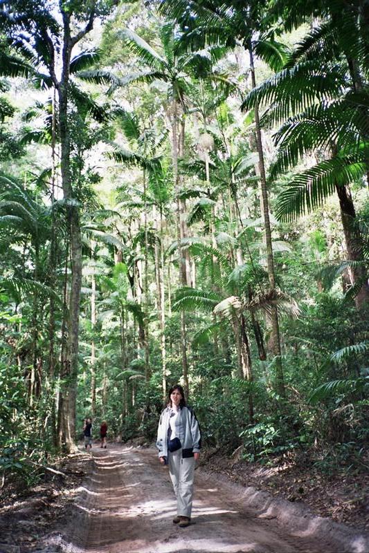 Fraser Island - Yidney Rainforest