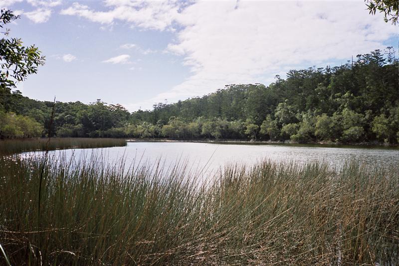 Fraser Island - Lake Allom