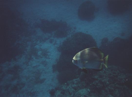 Gran Barrera de Coral