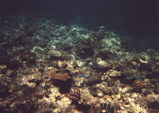 Gran Barrera de Coral