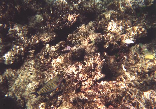 Gran Barrera de Coral