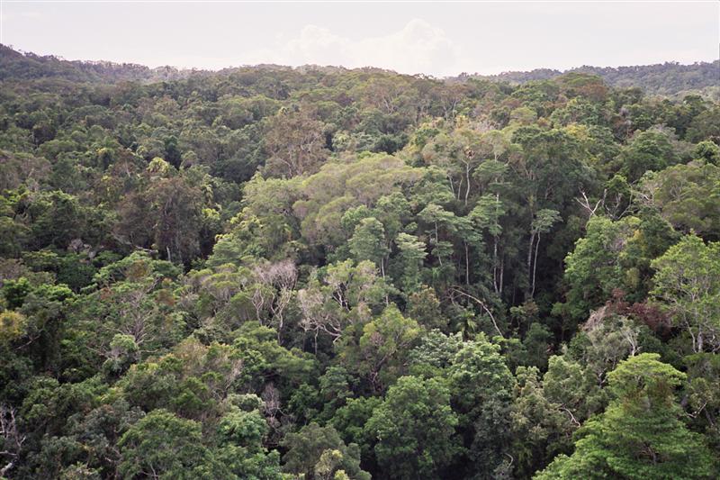 Kuranda N.P. - View from Skyrail