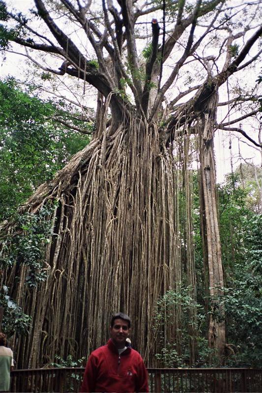 Atherton Tablelands - Curtain Fig Tree
