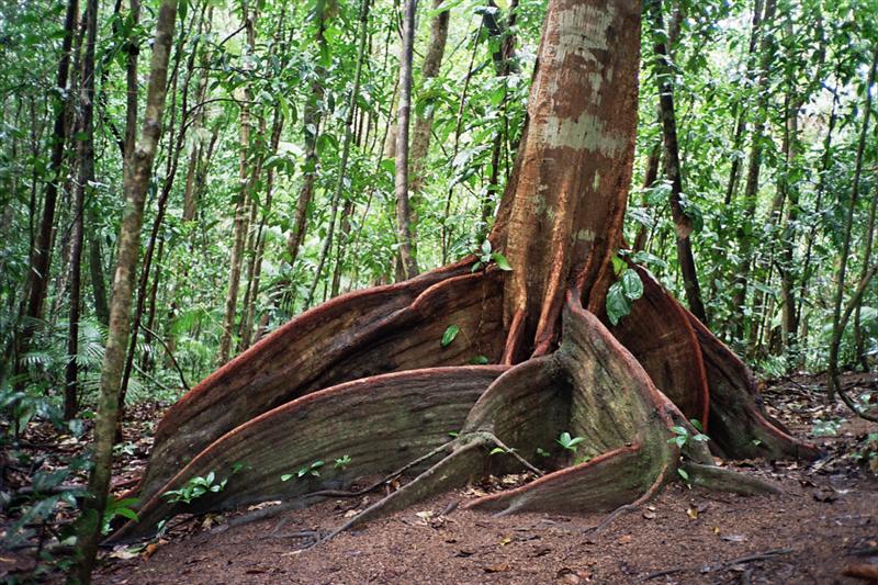 Daintree N.P. - Mossman Gorge
