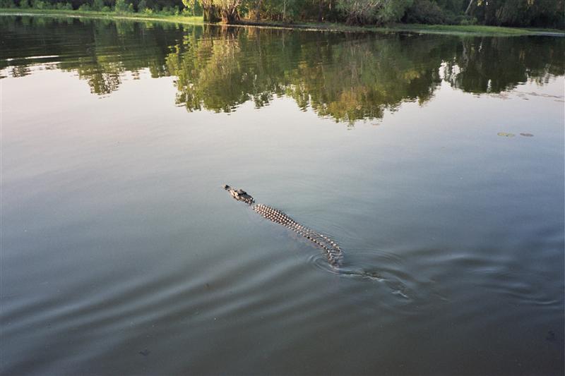 Kakadu N.P. - Yellow Waters
