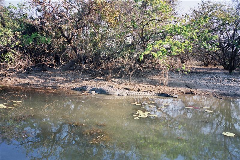 P.N.Kakadu - Yellow Waters