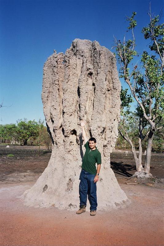 Kakadu N.P. - Termite