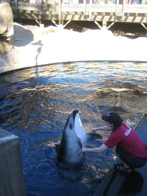 Vancouver - Aquarium