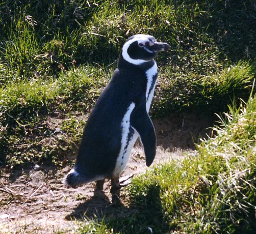 Seno Otway Penguin Colony
