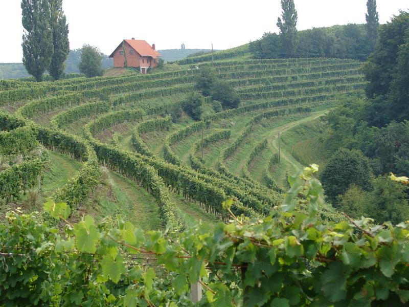 Ruta de vino: Ormoz - Jeruzalem - Ljutomer