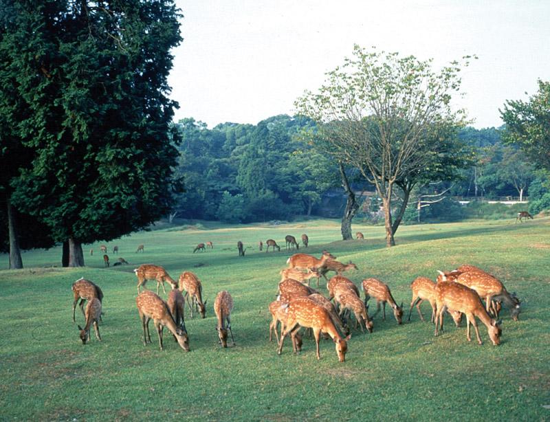 Nara - Sika Deer