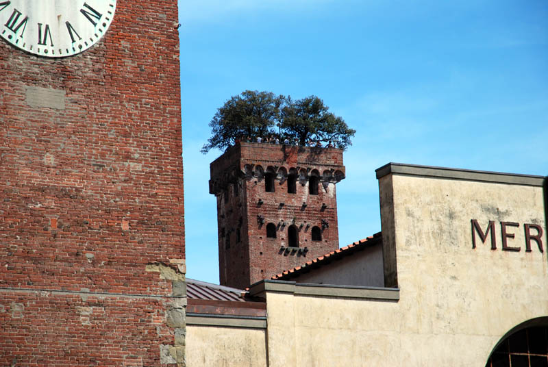 Lucca - Guinigi tower