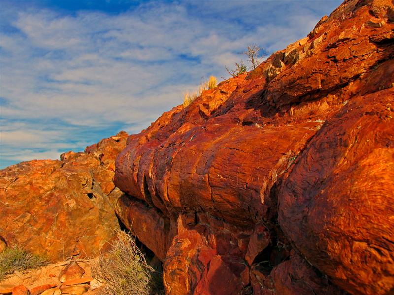 Monumento Nacional<BR>Bosque petrificado