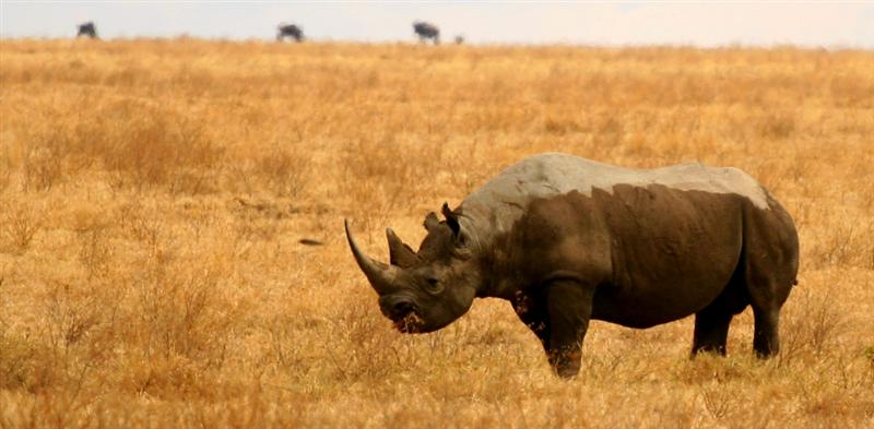 Serengeti - Rhinoceros