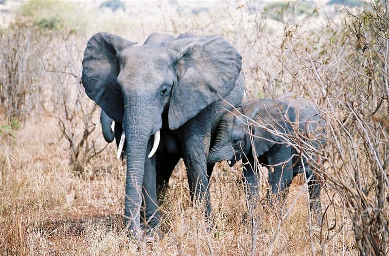 Taranguire - Elephants