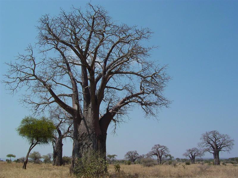 Taranguire - Baobab