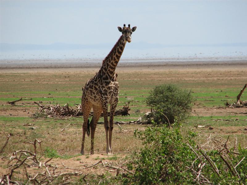 Lake Manyara - Giraffes