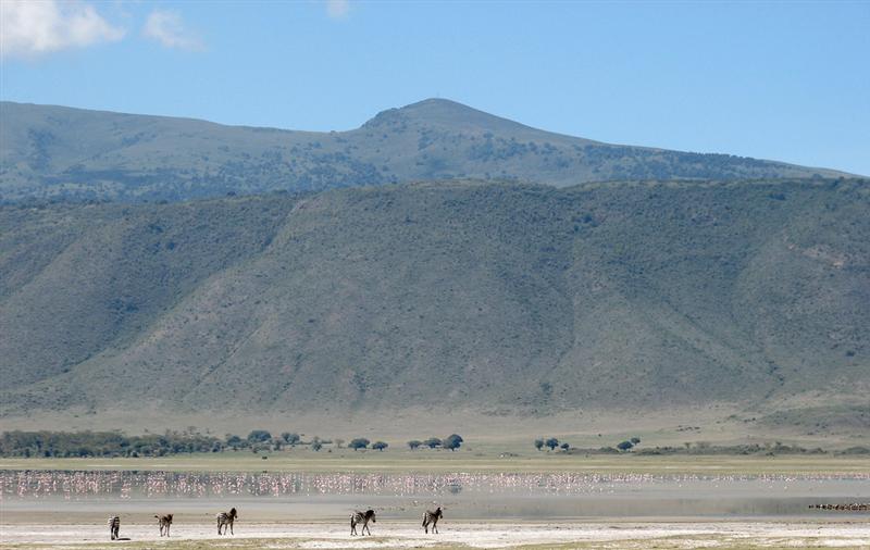 Cr&aacute;ter del Ngorongoro<BR>Flamencos y cebras en el lago Magadi