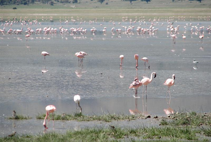 Ngorongoro crater<BR>Flamingos on Lake Magadi