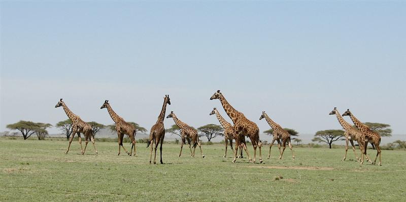 Ngorongoro conservation area<BR>Giraffes