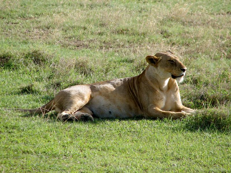 Ngorongoro crater<BR>Leone