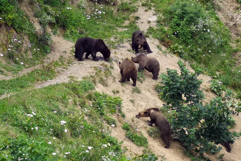 Bears at Zarnesti