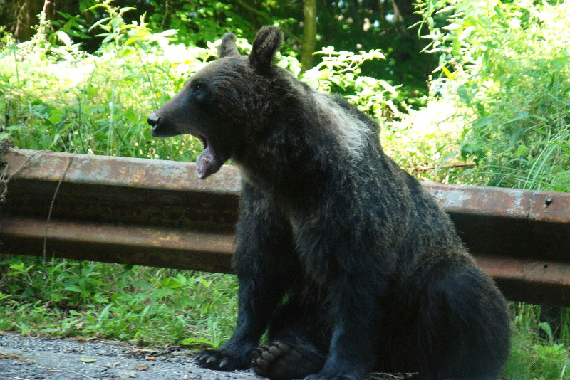 Transfagarasan - Bears